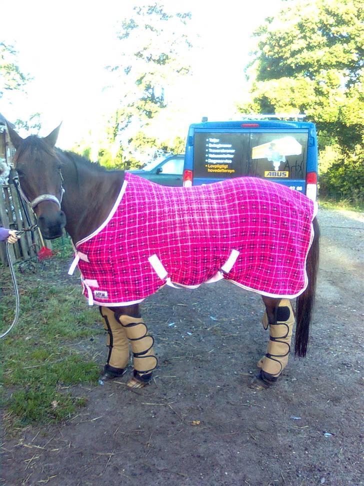 Anden særlig race Pretty Princess*Solgt* - Hendes smukke dækken<3 billede 17