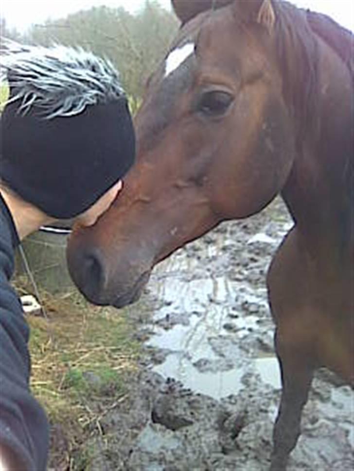 Dansk Varmblod skovvejens Mikado RIP Min vild hest ;')<3 billede 10