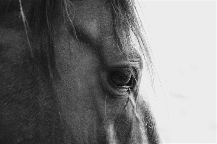 Dansk Varmblod skovvejens Mikado RIP Min vild hest ;')<3 - smukt billede 12