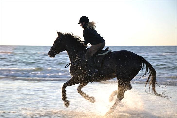 Dansk Varmblod Giza - Stranden d. 4 maj 2010.  billede 13