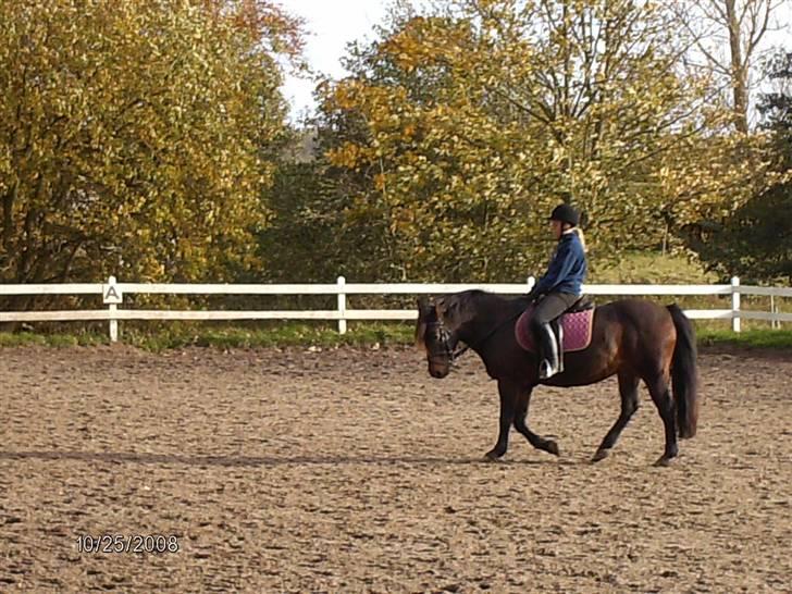 Anden særlig race Ambrosius. billede 2