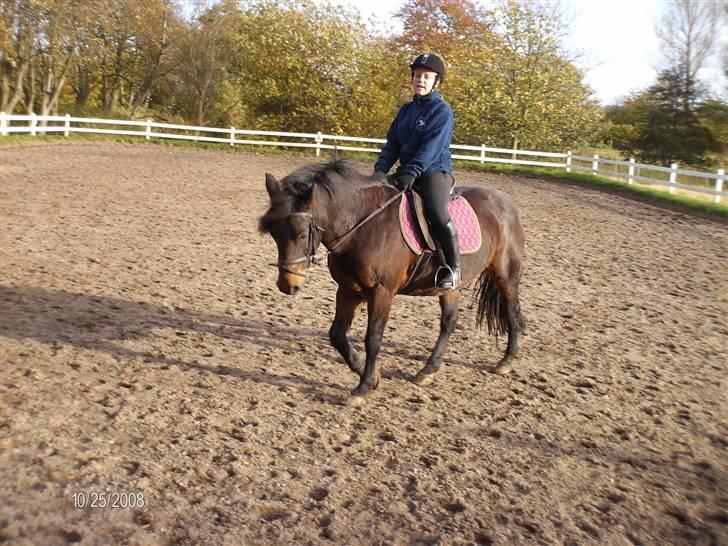 Anden særlig race Ambrosius. billede 3