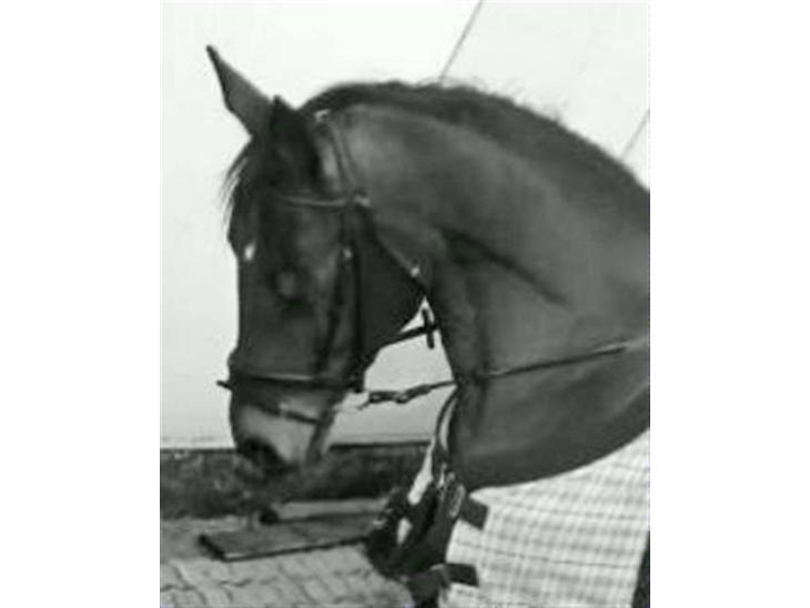 {{currentPhoto.altText}} billede {{currentPhoto.number}}