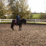 Anden særlig race Ambrosius.