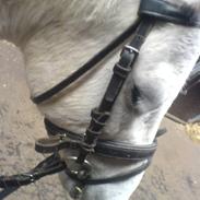 Anden særlig race Django