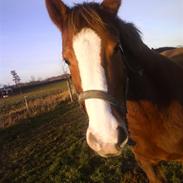 Anden særlig race Melina