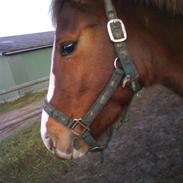 Anden særlig race Melina