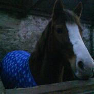 Anden særlig race Melina