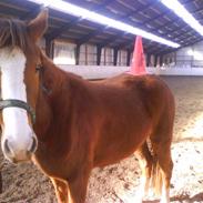 Anden særlig race Melina