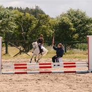 Welsh Pony (sec B) | windy 