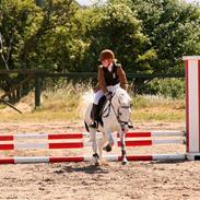 Welsh Pony (sec B) | windy 