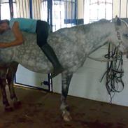 Anden særlig race Silver Moon