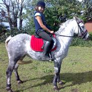 Anden særlig race Silver Moon