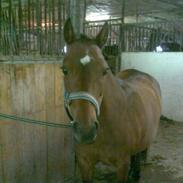 Anden særlig race ¤Liva¤