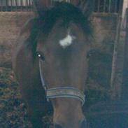 Anden særlig race ¤Liva¤