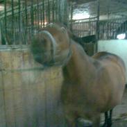 Anden særlig race ¤Liva¤