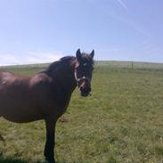 Anden særlig race ¤Liva¤