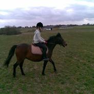 Anden særlig race ¤Liva¤