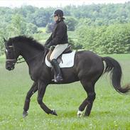 Anden særlig race Bagergaardens Feedback