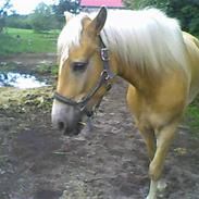 Haflinger Abendrot