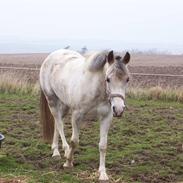 Anden særlig race Puffy