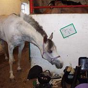 Anden særlig race Puffy