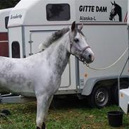 Anden særlig race Puffy