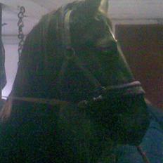 Oldenborg Osandt Hjortelund SOLGT:(