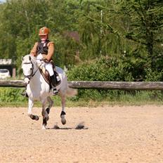 Welsh Pony (sec B) | windy 