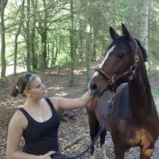 Dansk Varmblod Cavan<3 SOLGT 