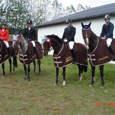 Dansk Varmblod Cavan<3 SOLGT 