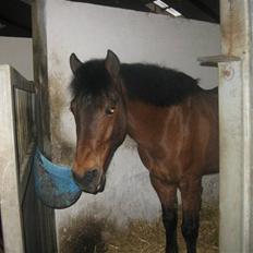 New Forest Napoli (R.I.P).<3