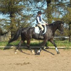 Anden særlig race Da Vinci  SOLGT