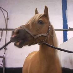 Anden særlig race Buffy