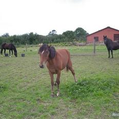 Anden særlig race FIONA