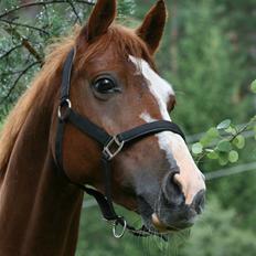 Welsh Pony af Cob-type (sec C) Amiro