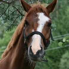 Welsh Pony af Cob-type (sec C) Amiro