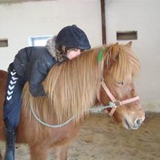 Islænder Buska fra Agersø 