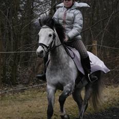 New Forest Firfod Filejs 