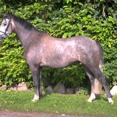 New Forest Firfod Filejs 