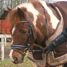 Anden særlig race zicha (pensioneret )