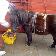 Anden særlig race Trille PASSER