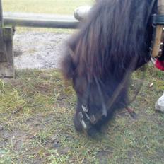 Anden særlig race Trille PASSER