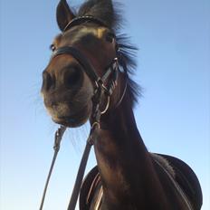 New Forest Bouquet SOLGT