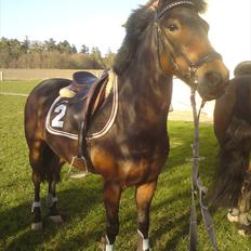 New Forest Bouquet SOLGT