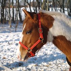 Paint Hawthorns Amber