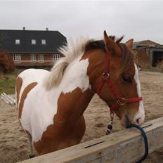 Paint Hawthorns Amber