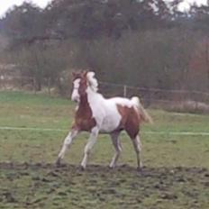 Paint Hawthorns Amber