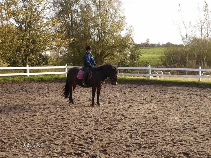 Anden særlig race Ambrosius. billede 4