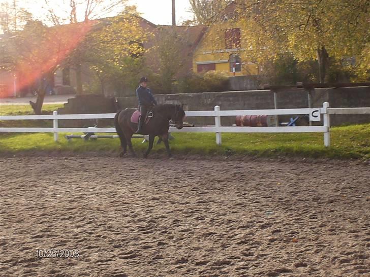Anden særlig race Ambrosius. billede 5